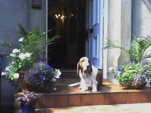dog_courtyard