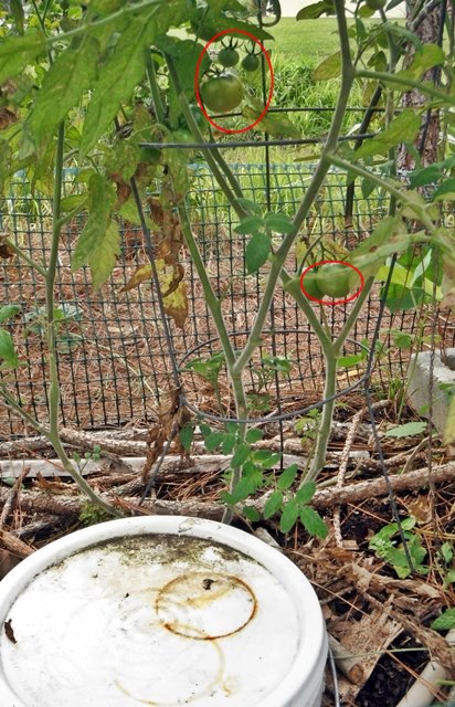 555407_623014551048658_276599233_n