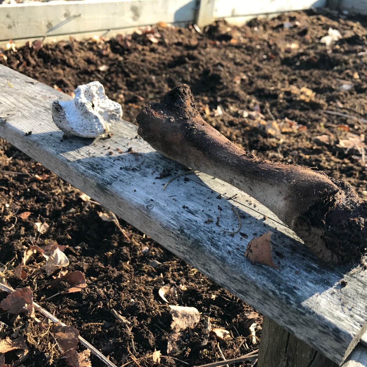 Bones! In the bokashi or&nbsp;not?