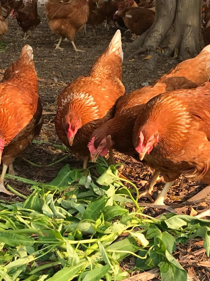 29433242_2048032411891880_3605159638040838144_n