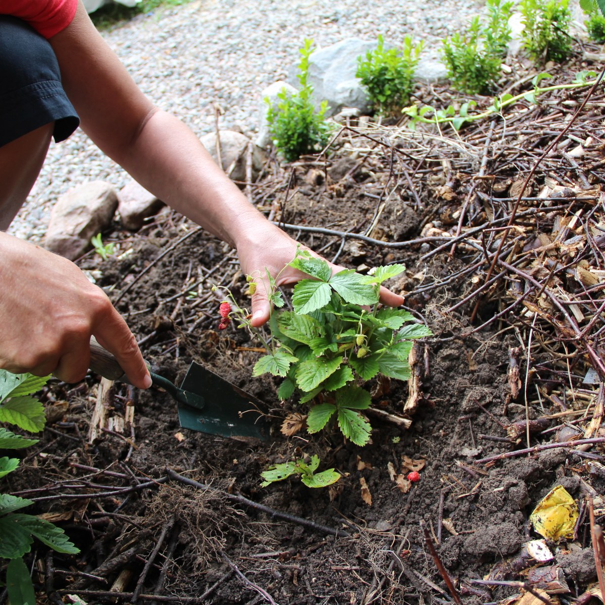 10. To dig or not to&nbsp;dig?