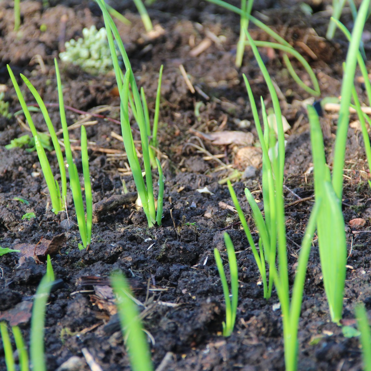 06. Time to&nbsp;plant!