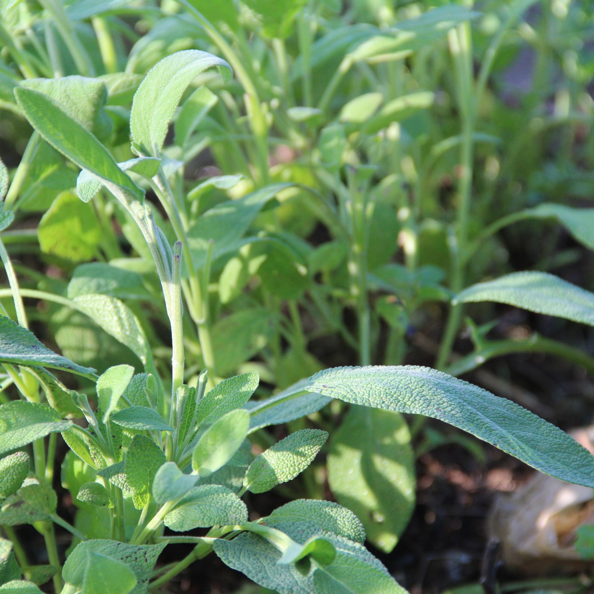 07. Bokashi becomes&nbsp;soil